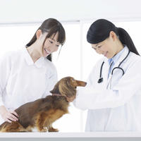 動物看護師